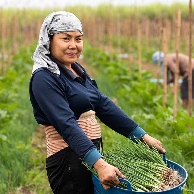 Group of Asian women farmers harvesting onions on a farm in the countryside of Thailand.